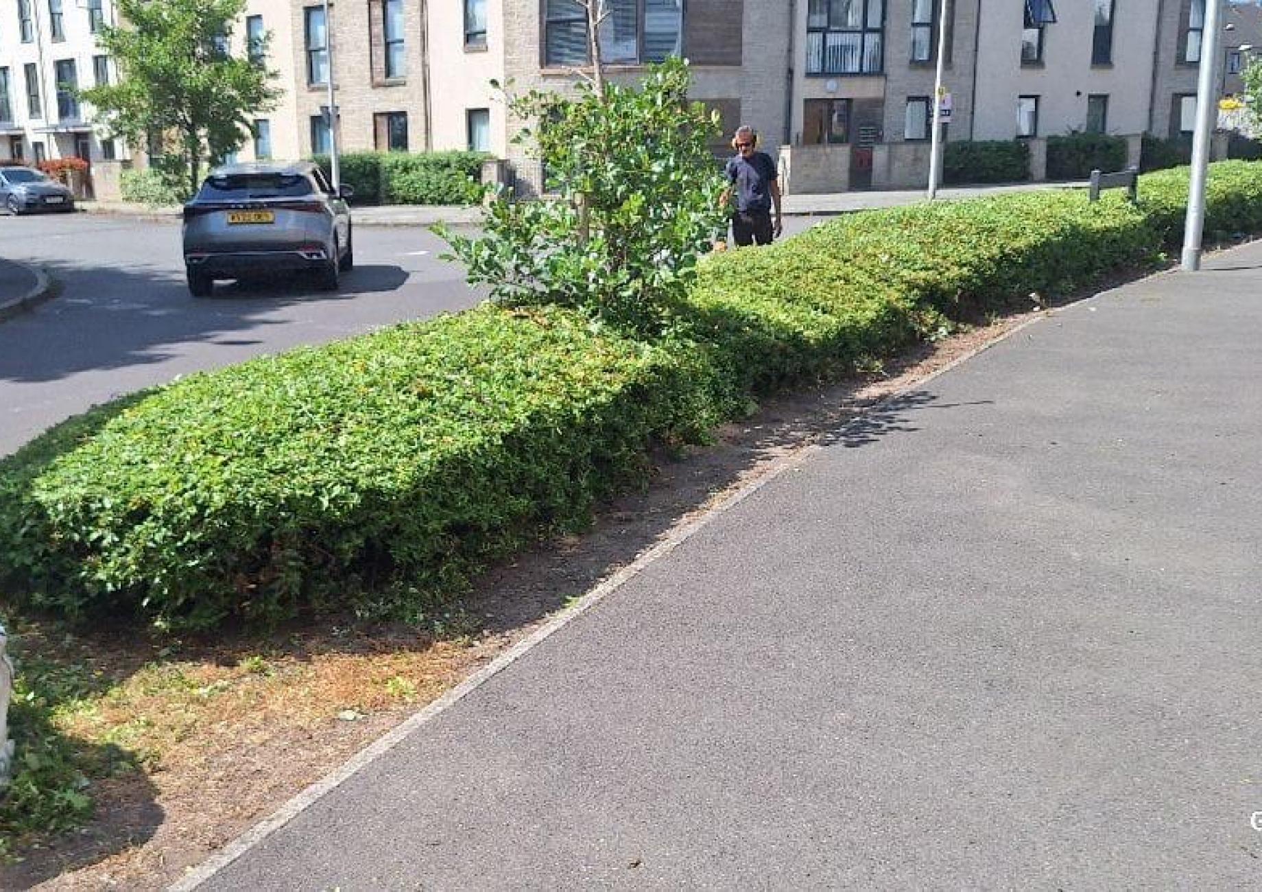 Recently trimmed hedges at a residential housing development