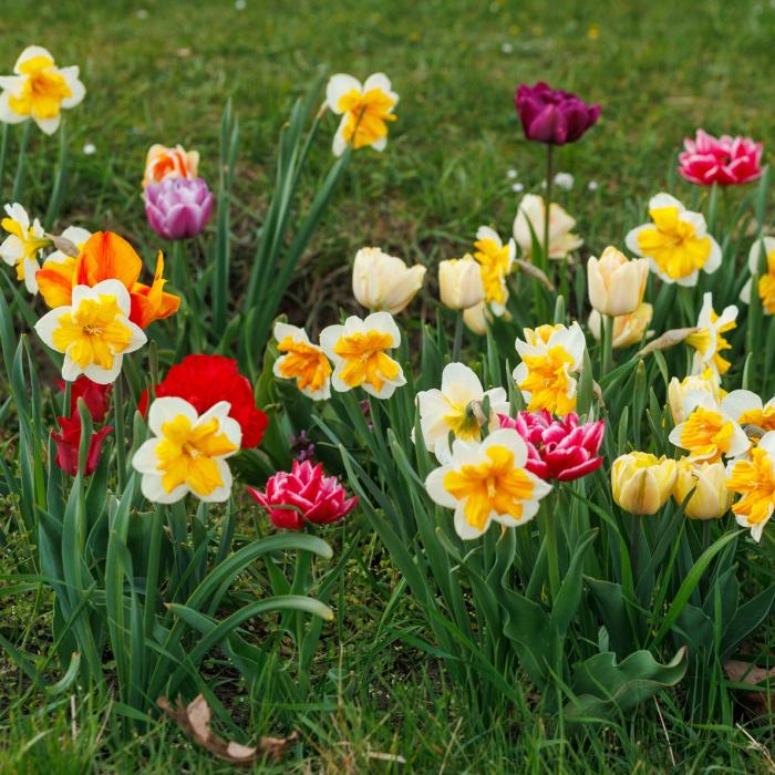 A flower bed of colourful tulips and daffodils