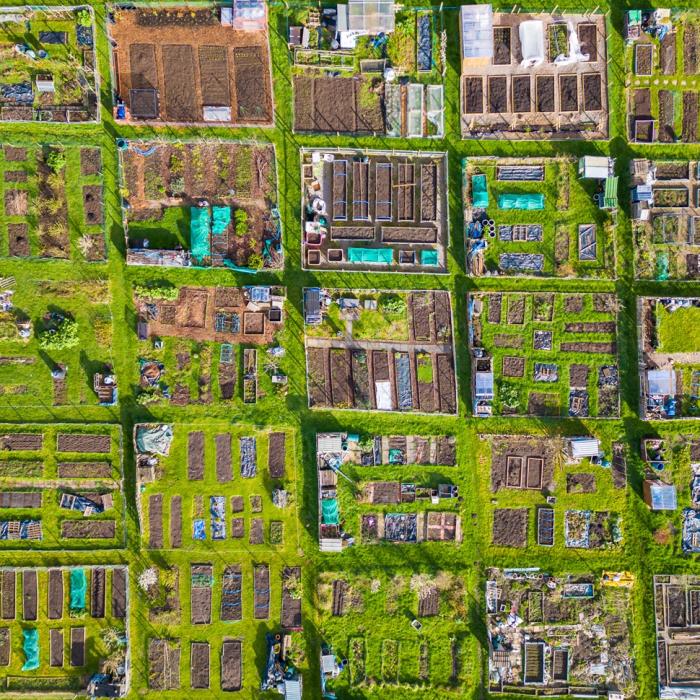 An aerial view of some allotments