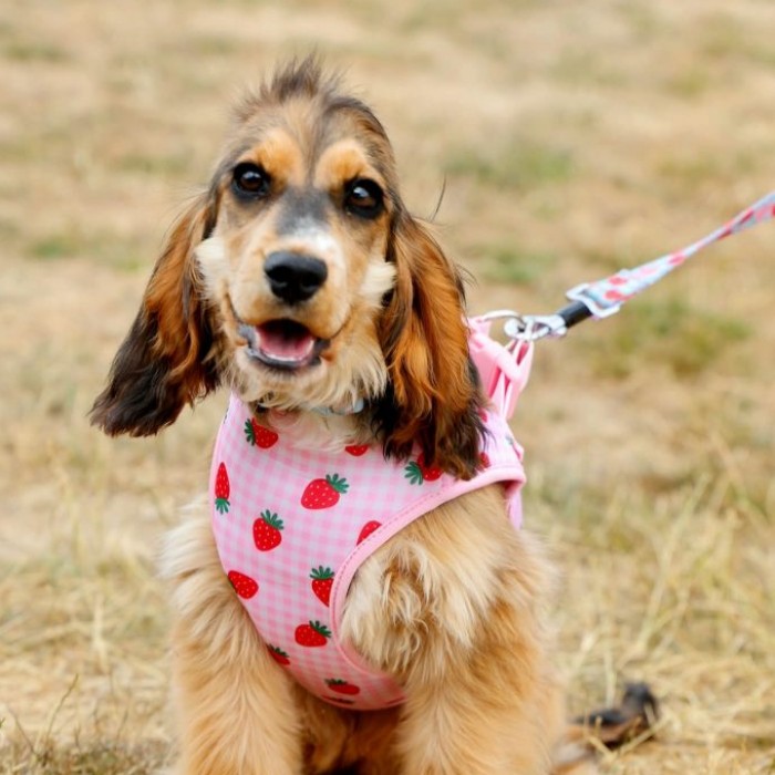 A cute dog sitting on a grassy field wearing a pink harness