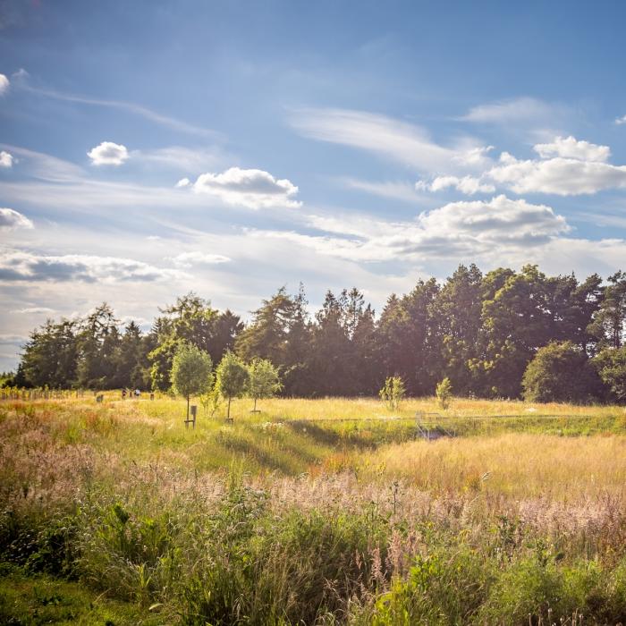 The open spaces of a new build housing estate